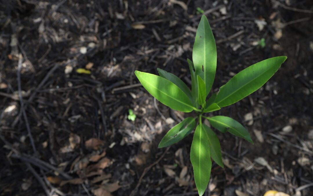 Fundemas y GIZ impulsan “Biodiversity Check”